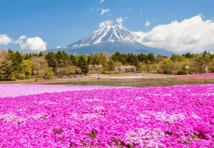Mt Fuji Shibazakura, Oishi Park, Arakurayama Day Tour from Tokyo - Keep Good Trip
