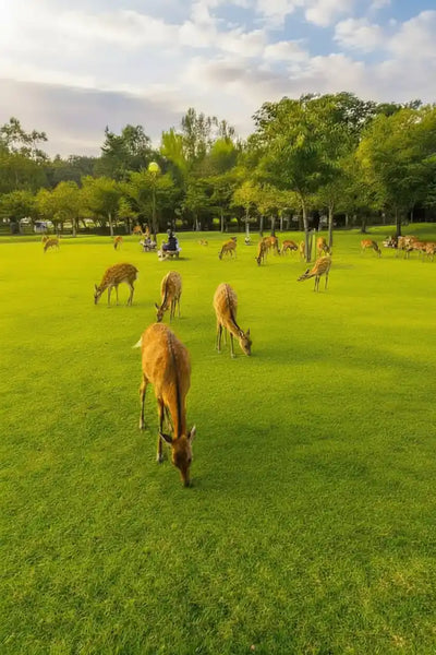 Nara